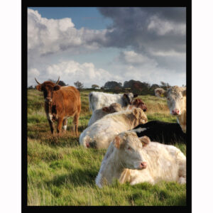Cumulus Cows