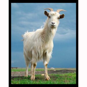 Curious Goat