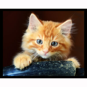Curious Kitten