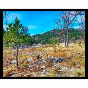 Custer State Park