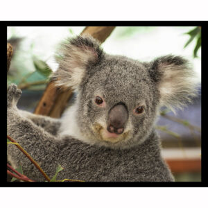 Cute Koala