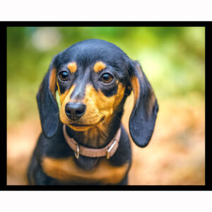 Dachshund Puppy