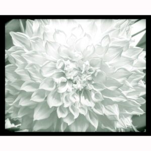Dahlia