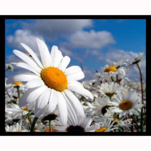 Daisy Garden