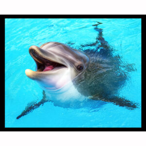 Dolphin Smiling