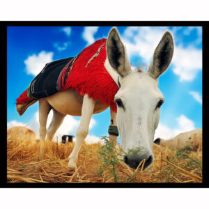 Donkey Time