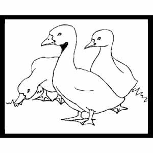 Ducklings