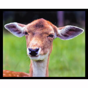 Ear Games
