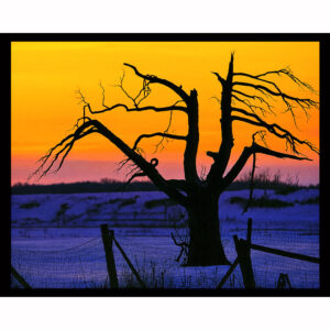 Evening Silhouette