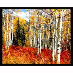 Fall Splendor
