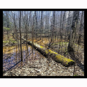 Fallen Tree