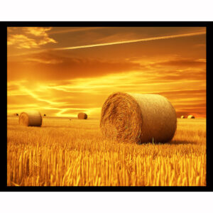 Field of Gold