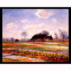 Field of Tulips