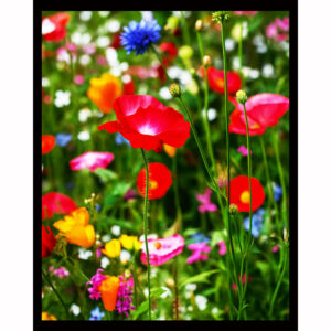 Flower Field