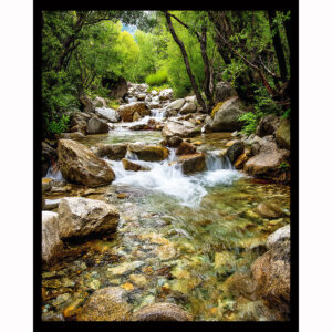 Forest Cascade