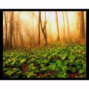 Forest in the Fog