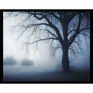 Forgotten Dream