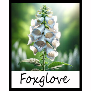 Flower Series: Foxglove