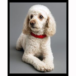 French Poodle