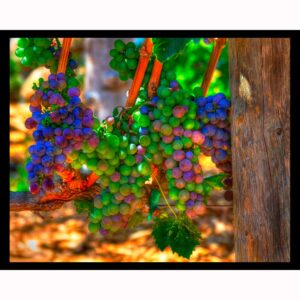 Fruit of the Vine