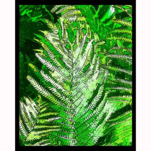 Fun Fern