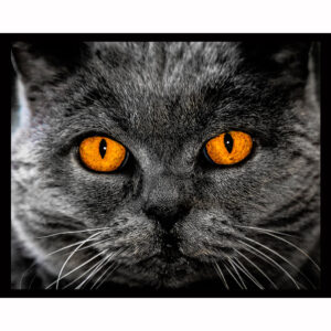 Gaze