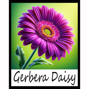 Flower Series: Gerbera Daisy
