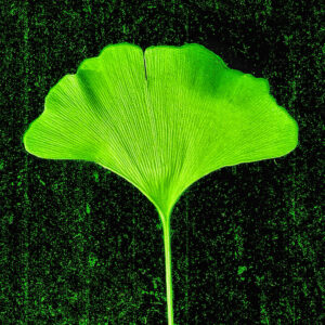 Ginkgo Sunscreen