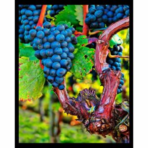 Grape Vines