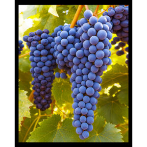 Grapes