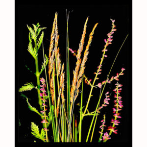 Organics - Grasses