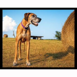 Great Dane