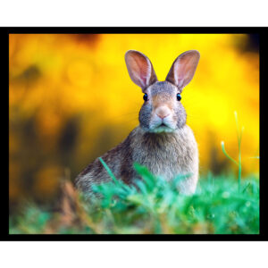 Hare I Am