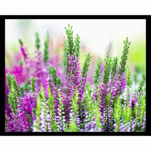 Heather