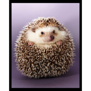 Hedgehog Chunk