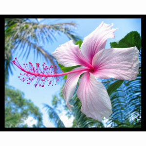 Hibiscus