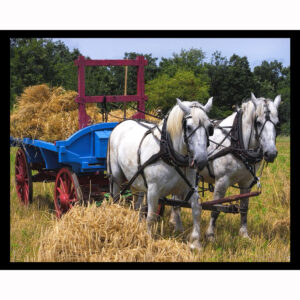 Horse Team