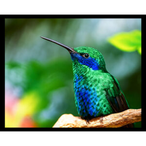 Hummingbird at Rest