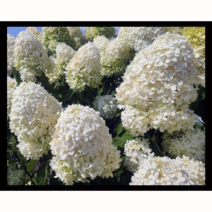 Hydrangea