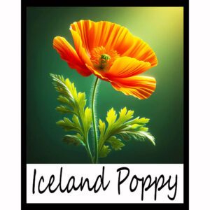 Flower Series: Iceland Poppy