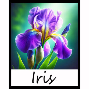Flower Series: Iris
