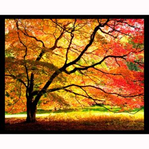 Japanese Maple