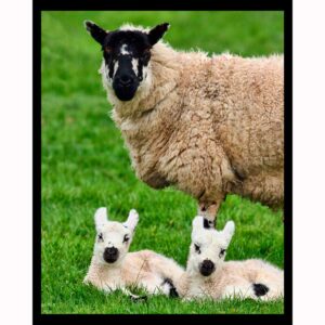 Lamb Twins