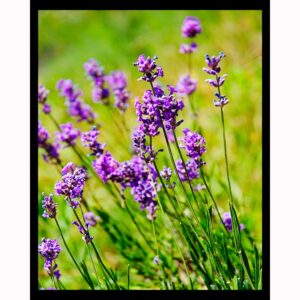 Lavender