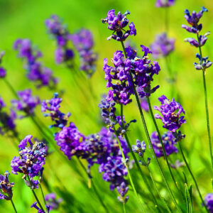Lavender Sunscreen