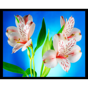 Lily of the Incas