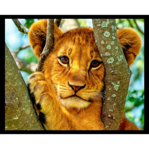 Lion Cub