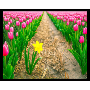 Lonely Daffodil