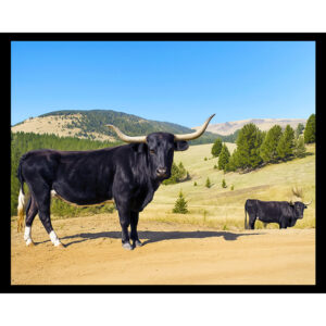 Longhorns