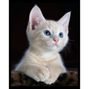 Loving Glance